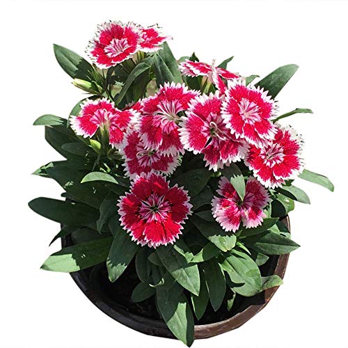 Dianthus Sweet William Flower Seed 40+ Mix de plantas Semillas de flores sin OGM Dianthus barbatus