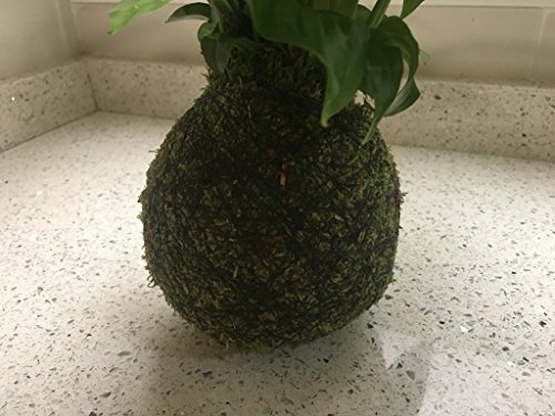 Kokedama - Kokedama Spatiphyllium - Altura aprox. 35cm. - Planta viva - (Envíos sólo a Península)