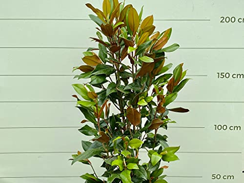 MAGNOLIA GRANDIFLORA GALLISONIENSIS 200 CM