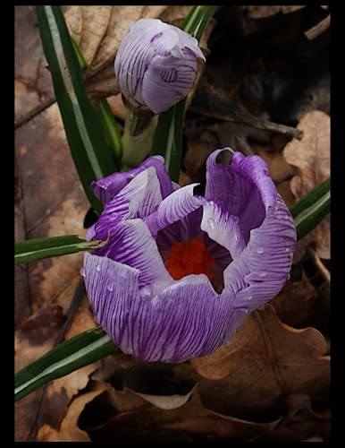 Mi cuaderno de verano: fragancia de crocus: Páginas de cuaderno con puntos, bien encuadernadas como un libro, para la lista de trabajo diario, como un cuaderno o un diario con 120 páginas blancas