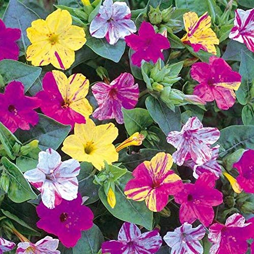 Mirabilis Jalapa Seeds 10+ (Flor de las cuatro en punto) Colores mezclados para el jardín de su casa Jardín al aire libre Plantación agrícola