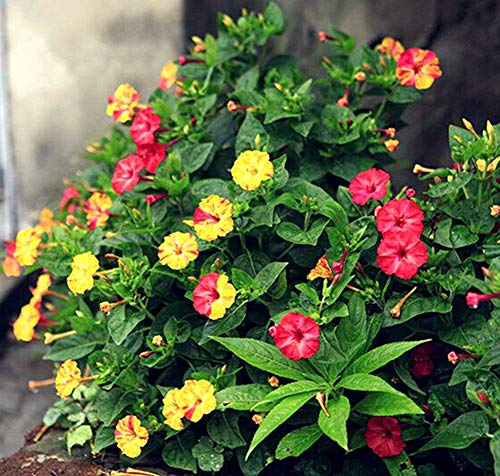 Mirabilis Jalapa Seeds 10+ (Flor de las cuatro en punto) Colores mezclados para el jardín de su casa Jardín al aire libre Plantación agrícola