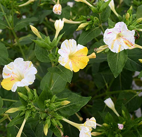 Mirabilis Jalapa Seeds 10+ (Flor de las cuatro en punto) Colores mezclados para el jardín de su casa Jardín al aire libre Plantación agrícola