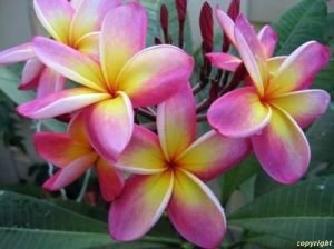 Nuevo hogar jardín de plantas 3 Semillas Mezclar-color real fresca Plumeria Rubra Frangipani Lilavadee semillas del árbol de la flor