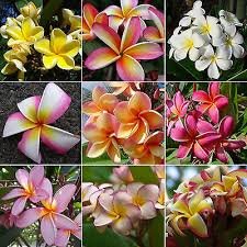 Nuevo hogar jardín de plantas 3 Semillas Mezclar-color real fresca Plumeria Rubra Frangipani Lilavadee semillas del árbol de la flor