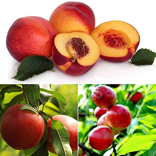 Portal Cool 2: Las semillas de la herencia Rare Fruit Orgánica Prunus persica nectarina melocotón dulce jugosa