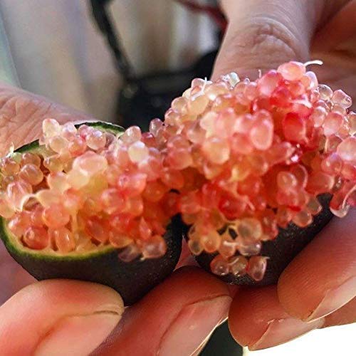 Portal Cool 20 Semillas de Australia Finger Lime - Finger Lime semillas del árbol frutal de caviar