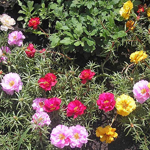 Portal Cool Portulaca grandiflora doble Mix - El musgo Rose - 30.000 Semillas Finest - a granel