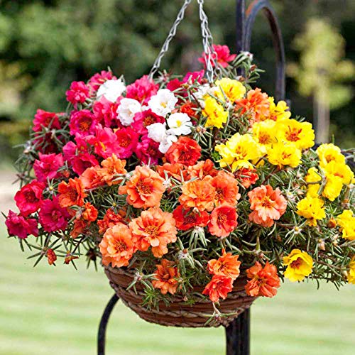 Portal Cool Portulaca grandiflora doble Mix - El musgo Rose - 30.000 Semillas Finest - a granel