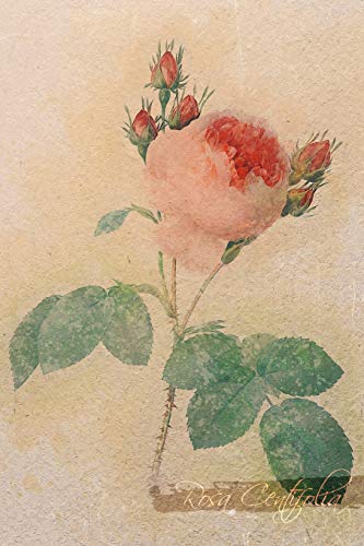 Rosa Centifolia: Floral Notebook with Flower Illustrations on Every Page