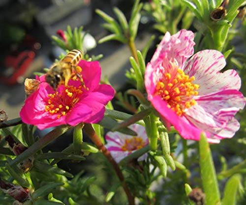 Semillas de flores mixtas de color rosa musgo-verdolaga doble 100+ Portulaca grandiflora Moss Rose planta cubierta de semillas de plantas