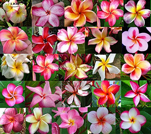 Semillas Las semillas frescas Plumeria Frangipani Raras real Plumeria rubra Mix Semillas R11