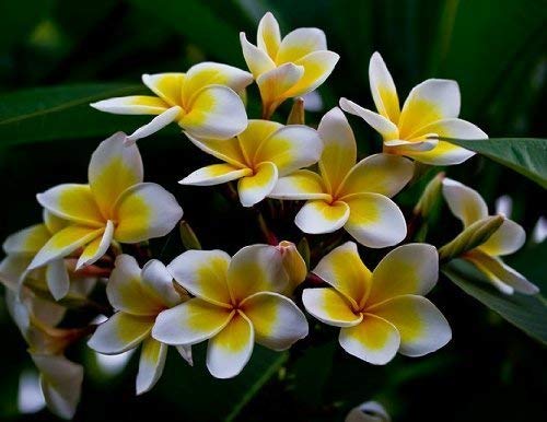 SwansGreen sellify Heirloom 5 Seeds Plumeria Yellow and White Flowers Tree Shrub Seeds Plumeria Rubra Frangipani T026