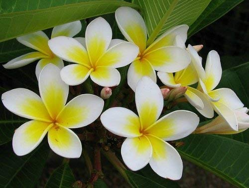 SwansGreen sellify Heirloom 5 Seeds Plumeria Yellow and White Flowers Tree Shrub Seeds Plumeria Rubra Frangipani T026