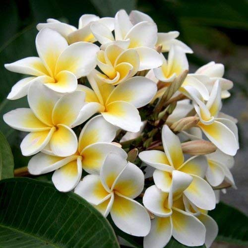 SwansGreen sellify Heirloom 5 Seeds Plumeria Yellow and White Flowers Tree Shrub Seeds Plumeria Rubra Frangipani T026