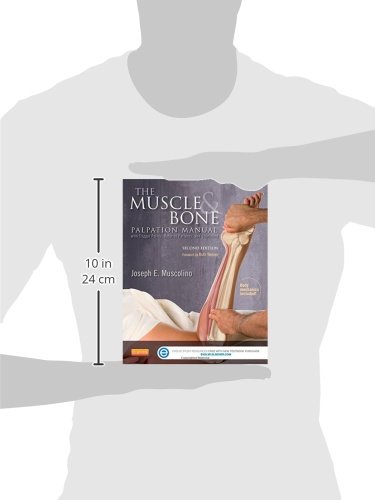 The Muscle and Bone Palpation Manual with Trigger Points, Referral Patterns and Stretching, 2e