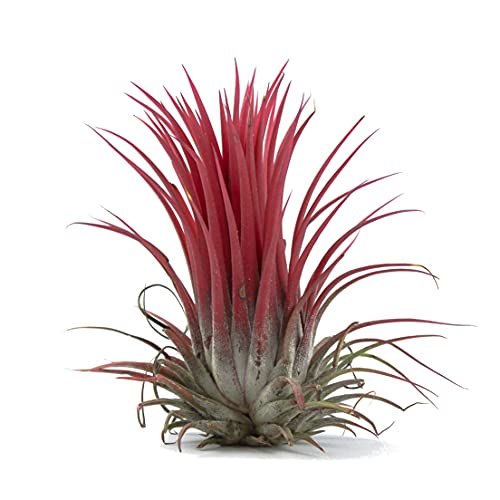 Tillandsia Ionantha Roja DECOALIVE Planta del Aire Color Rojo Clavel del Aire