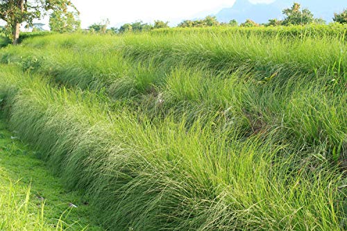 VERMIORGANIC Planta Vetiver Ecológica, PROMOCIÓN 100 Esquejes. Evita la erosión, sirve como contención de taludes y se usa para la depuración de aguas.