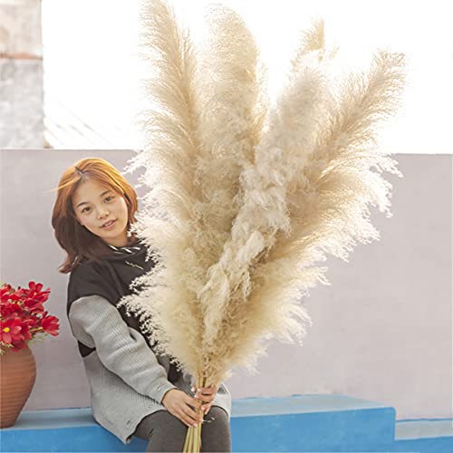 10 Unids Flores Secas Pampas Hierba Reed Hierba Plumes Gran Planta Natural Color Natural Pampas Fluffy Phragmites 47"Tall Cream Fluffy Pampas Grass Decor para el hogar