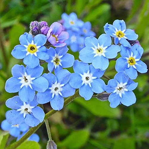 100 piezas no me olvides semillas raras mini flores azules para plantación de balcones al aire libre hermosa flor ornamental paisaje de jardinería único