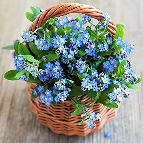 100 piezas no me olvides semillas raras mini flores azules para plantación de balcones al aire libre hermosa flor ornamental paisaje de jardinería único