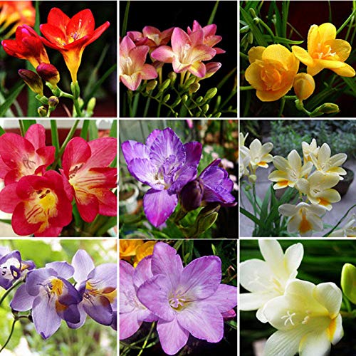 100 unidades de semillas de flores perfumadas de fresia perenne para interiores y jardines raros bulbos para mujeres, hombres, niños, principiantes, regalo de jardineros