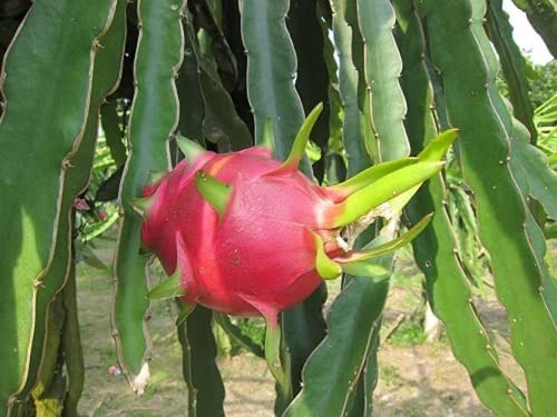 20 Piezas Semillas De Pitaya Para El Jardín Al Aire Libre Plantación De Corteza Rosa Envolturas De Pulpa Dulce Fragante Fruta De Dragón Atraer El Amor De Muchos Jardineros