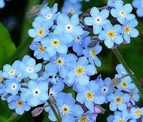 500 Piezas No Me Olvides Semillas De Flores Perennes Para La Plantación De Jardín Al Aire Libre Decorar El Patio Paisaje De Jardinería único