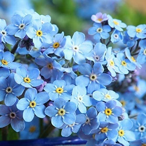 500 Piezas No Me Olvides Semillas De Flores Perennes Para La Plantación De Jardín Al Aire Libre Decorar El Patio Paisaje De Jardinería único