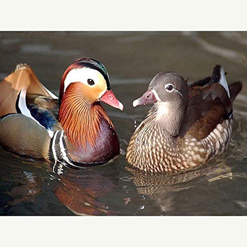 5D Pintura Diamante Kit DIY Taladro Completo Punto Cruz Adultos Niño Rhinestone Bordado Arte Craft Home Pared Decor Mandarin Duck 80x100cm B4999