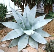 AGAVE Guiengola, Creme Brulee exótico suculenta planta aloe rara semilla -50 SEMILLAS