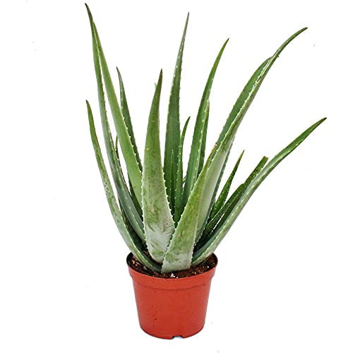 Aloe Vera Planta Natural Adulta 40cm de Altura Maceta de 14cm Planta Interior y Exterior