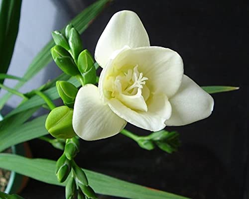 Bulbos De Fresia, Plantas Increíbles Y Raras Bonsái De Flor De Rizoma, Una Planta Perenne Rara, Balcón Particularmente Agradable-8-bulbos,Blanco