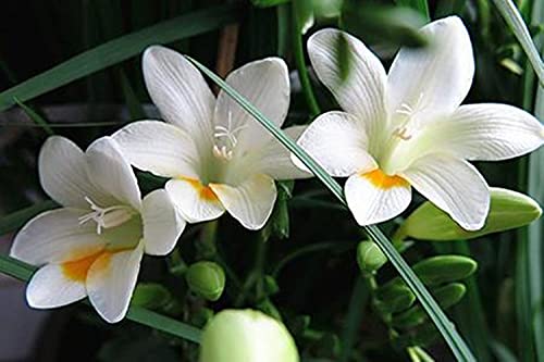 Bulbos De Fresia, Plantas Increíbles Y Raras Bonsái De Flor De Rizoma, Una Planta Perenne Rara, Balcón Particularmente Agradable / Especial / Fuerte / Duradero /-5-bulbos,Blanco