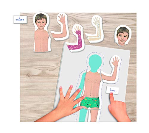 Clementoni - Montessori -Juguete educativo El Cuerpo Humano(55292)