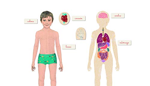 Clementoni - Montessori -Juguete educativo El Cuerpo Humano(55292)