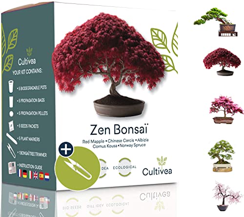 Cultivea Mini - Kit de 5 Bonsái para cultivar - Semillas de calidad - Jardín - Idea de regalo (Arce rojo, Cercis chino, Juniperus, Liquidambar, Pícea de Noruega)