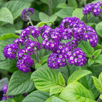 Fragantes Seeds Heliotrope de flores (Heliotropium Arborescens) 50 + Semillas (100 semillas)