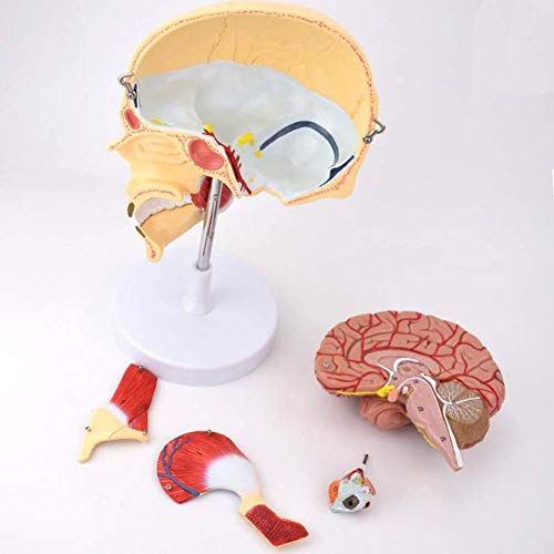 LBYLYH Modelo anatómico Humano Agrandar 5 Piezas Modelo Cerebral Adjunto de cráneo para estudiar Modelo de almizcle Infantil Humano