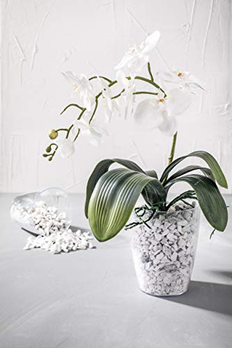 maceta de orquídeas greemotion Ornella, maceta transparente, maceta para orquídeas de plástico, cubeta para flores Dimensiones: aprox. Ø 13 x H 15 cm