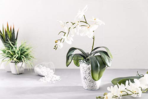 maceta de orquídeas greemotion Ornella, maceta transparente, maceta para orquídeas de plástico, cubeta para flores Dimensiones: aprox. Ø 13 x H 15 cm