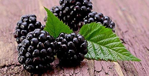 Moras gigantes/aprox. 50 semillas/alto contenido vitamínico/bajo en calorías.