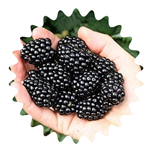 Moras gigantes/aprox. 50 semillas/alto contenido vitamínico/bajo en calorías.