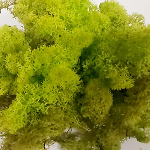 MULOKOS Musgo preservado 100 gr.Verde Lima Liofilizado de Larga duración. Maquetismo, belenes, Paredes Verticales Ideal decoración de Interiores. Lichen