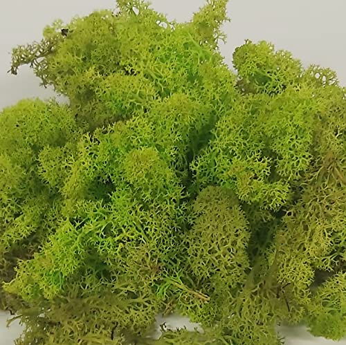 MULOKOS Musgo preservado 100 gr.Verde Lima Liofilizado de Larga duración. Maquetismo, belenes, Paredes Verticales Ideal decoración de Interiores. Lichen