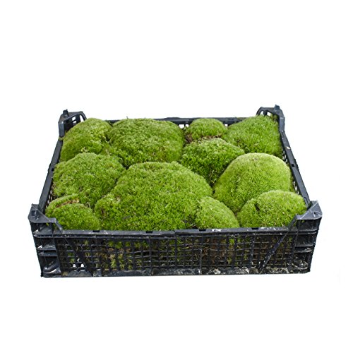 natural bola musgo, 1 x Caja fresca musgo, Bolle musgo, Colina musgo