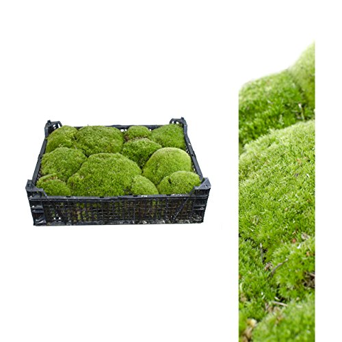 natural bola musgo, 1 x Caja fresca musgo, Bolle musgo, Colina musgo