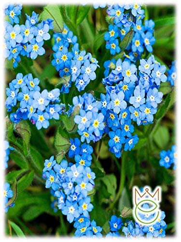 No me olvides 0,5g Myosotis alpetris Semillas de flores Semillas Hortalizas Huerto Jardín