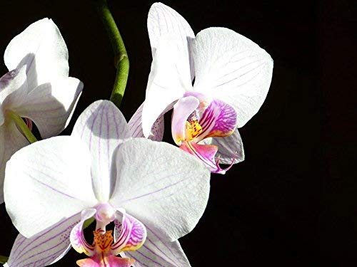 !!, Phalaenopsis semillas de flores semillas de flores del cattleya semillas de orquídea Phalaenopsis Super caliente baratas mariposa - 30 pcs