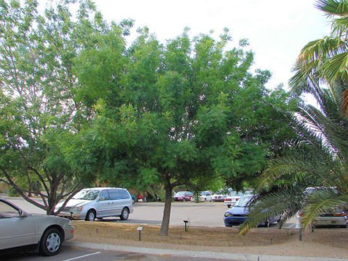 Pistacho chino, (pistacho) Pistacia chinensis, Árbol 10 Semillas (colores de la caída)